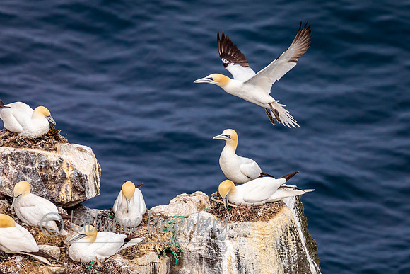 Northern Gannets
