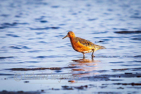 Red Knot