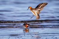 Red-necked Phalarope