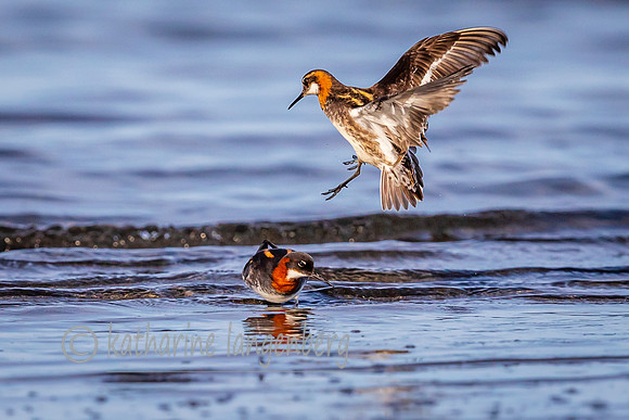 Red-necked Phalarope