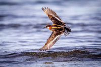 Red-necked Phalarope