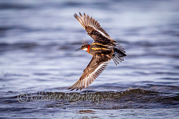 Red-necked Phalarope