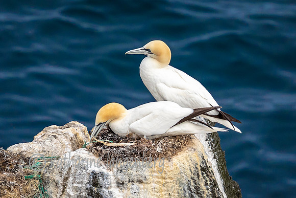 Northern Gannets