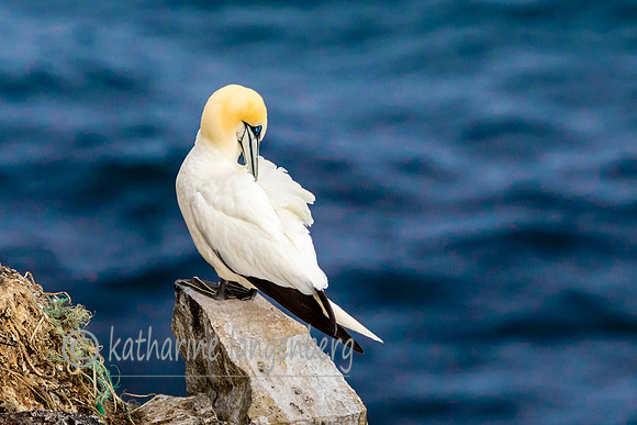 Northern Gannet, Langanes Peninsula,
