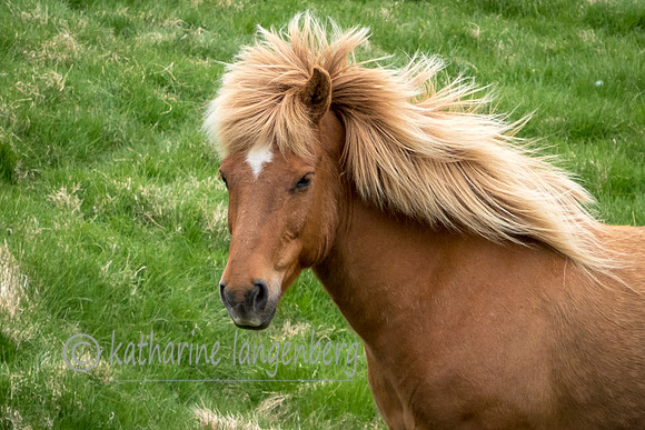 Icelandic horse