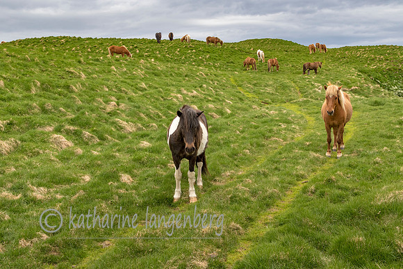 Icelandic Horses