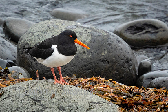 Eurasian Oystercatcher