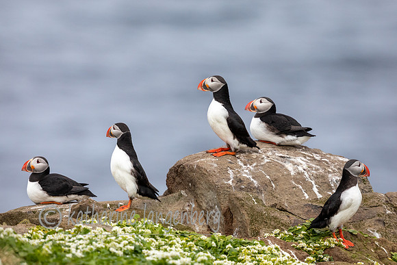 Atlantic Puffins