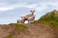 Icelandic Sheep
