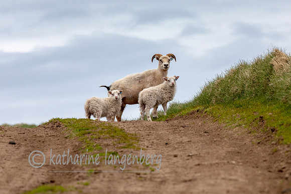 Icelandic Sheep