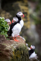 Atlantic Puffins