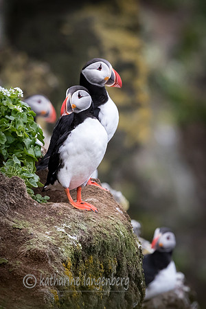 Atlantic Puffins