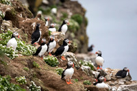 Atlantic Puffins
