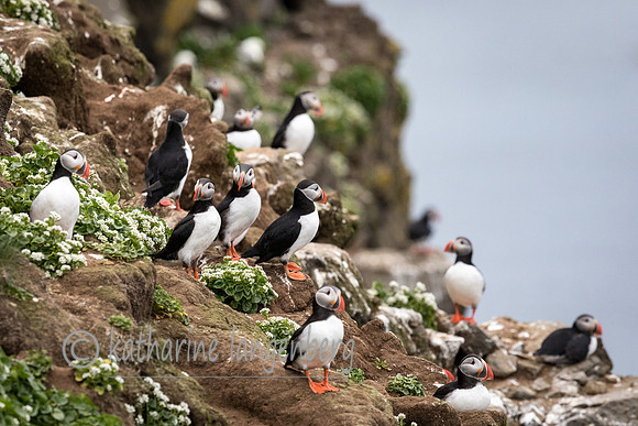 Atlantic Puffins