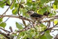 White breasted Nuthatch