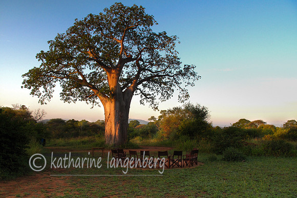 Baobab Tree at sunrise in Tarangire National Park