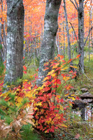 Acadia NP in the fall