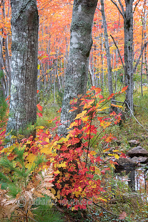 Acadia NP in the fall
