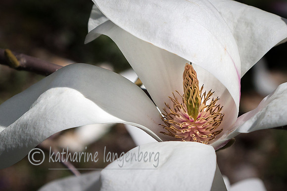 Magnolia