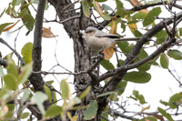 Bushtit with nesting material