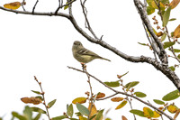 Buff-Breasted Flycatcher