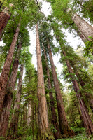 Jedediah Smith Redwood State Park, California