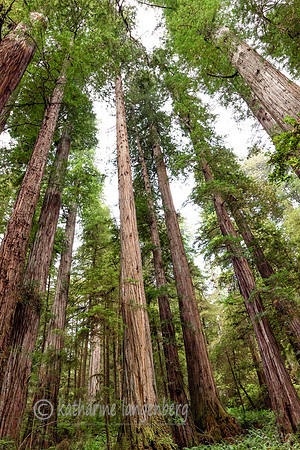 Jedediah Smith Redwood State Park, California