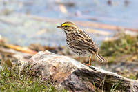 Savannah Sparrow