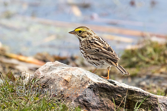 Savannah Sparrow