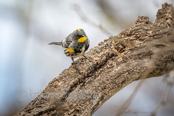 Audubon Warbler