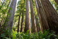 Jedediah Smith Redwood State Park, California