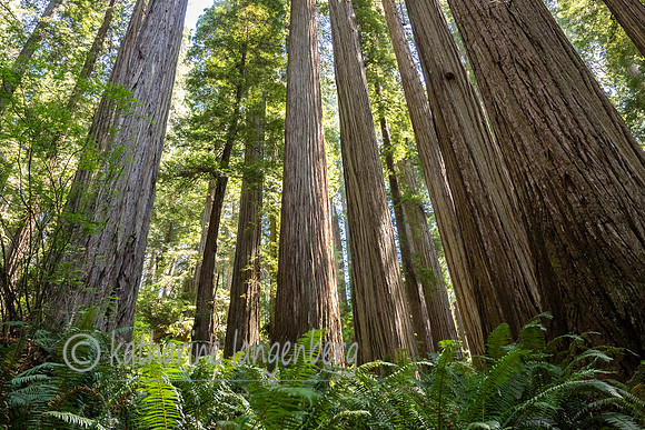 Jedediah Smith Redwood State Park, California