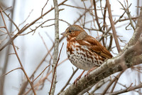 Red Fox Sparrow