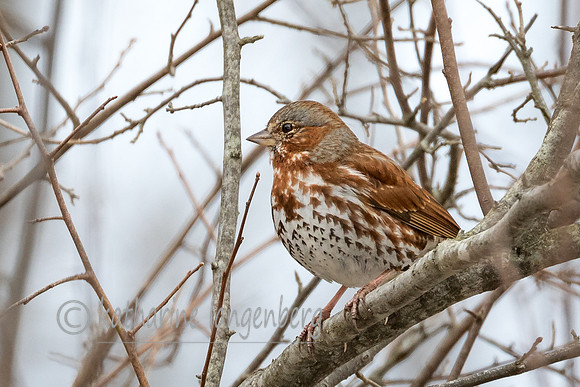 Red Fox Sparrow