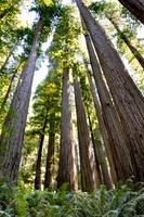 Jedediah Smith Redwood State Park, California