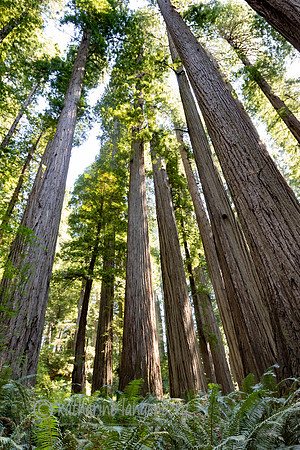 Jedediah Smith Redwood State Park, California