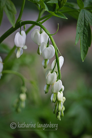 White bleeding hearts