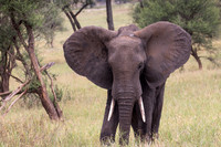 Tarangire Elephant