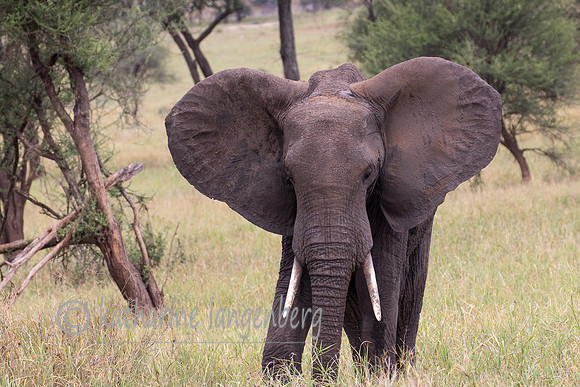 Tarangire Elephant