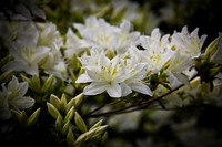 White Cascade azalea