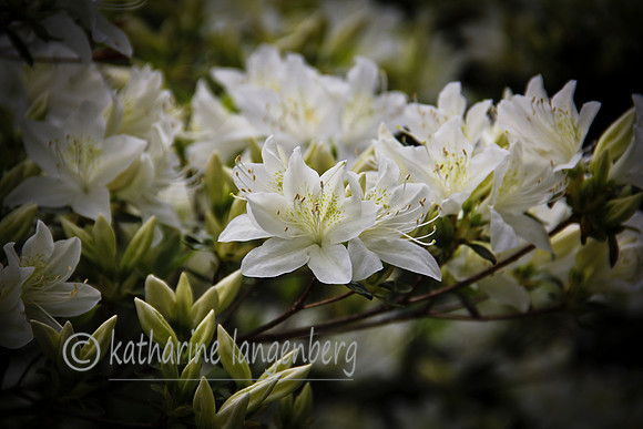 White Cascade azalea