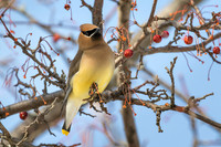 Cedar Waxwing