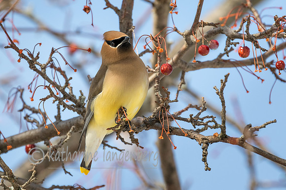 Cedar Waxwing