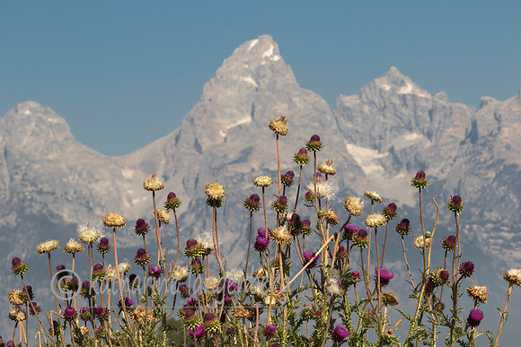 Late summer flowers and Teton Peak
