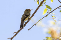 Buff Warbler