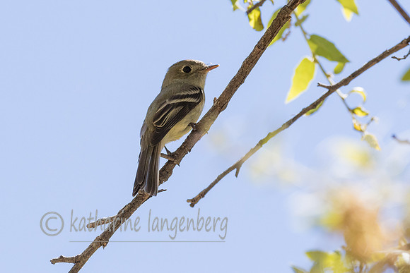 Buff Warbler