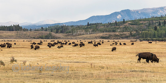 GrandTeton Bison