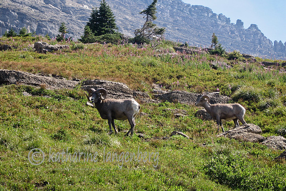 Rocky Mountain bighorn sheep, Glacier National Park, MT
