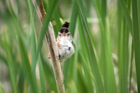 Marsh Wren