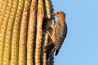 Gila Woodpecker